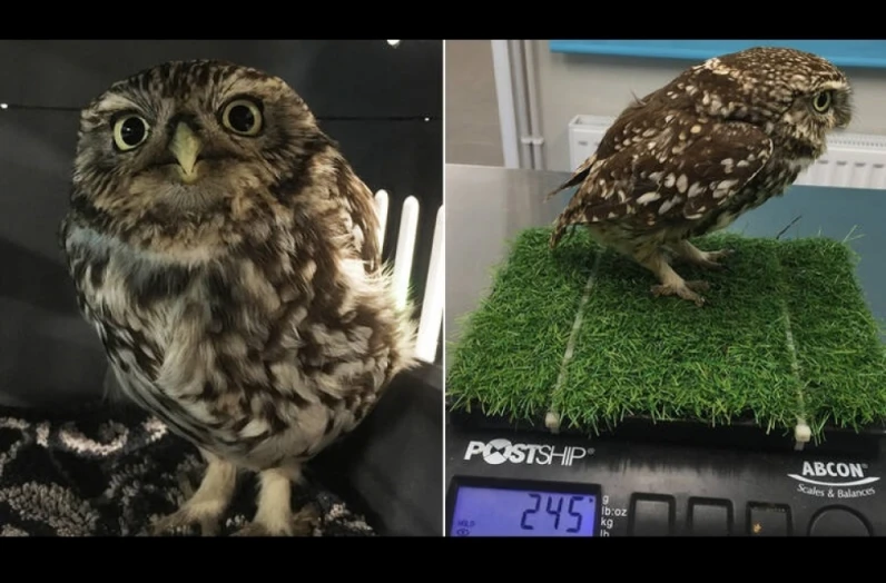 Μία λαίμαργη κουκουβάγια: Έφαγε τόσο πολύ που δεν μπορούσε να πετάξει
