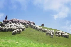 Μέχρι 15 Νοεμβρίου απογραφή ζωικού κεφαλαίου για προκαταβολές βιολογικών